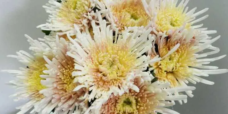 Спайдер Спивио