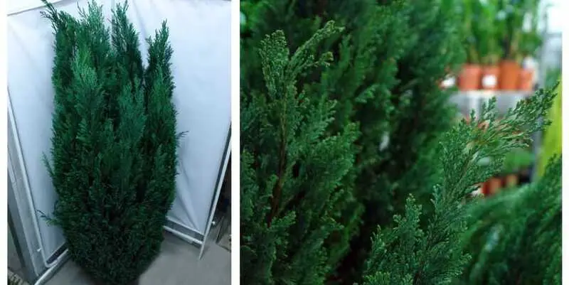 Хамаекипарис Эльвуди Д34 Н180