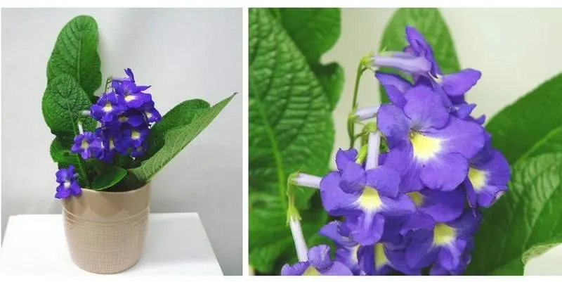 Стрептокарпус Д12