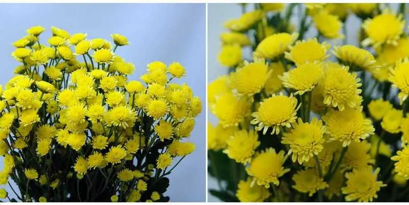 Сталлион жёлтый