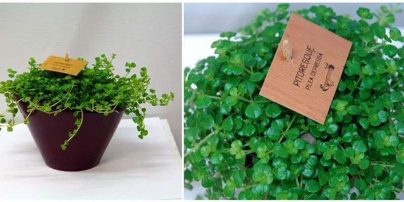 Пилея Д10 Н10